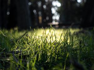 Preview wallpaper grass, green, macro, nature, park