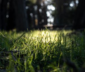 Preview wallpaper grass, green, macro, nature, park