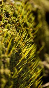 Preview wallpaper grass, green, macro, rays