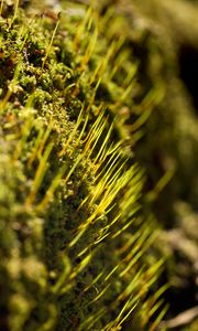 Preview wallpaper grass, green, macro, rays
