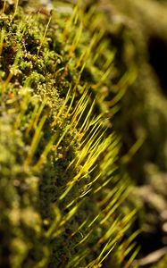 Preview wallpaper grass, green, macro, rays