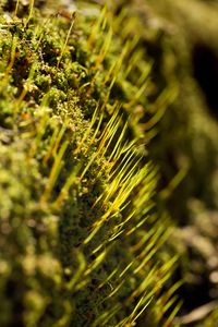 Preview wallpaper grass, green, macro, rays