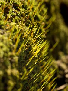 Preview wallpaper grass, green, macro, rays