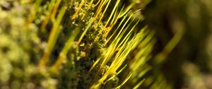 Preview wallpaper grass, green, macro, rays