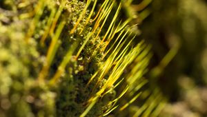 Preview wallpaper grass, green, macro, rays