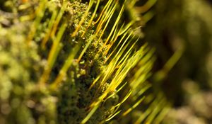 Preview wallpaper grass, green, macro, rays