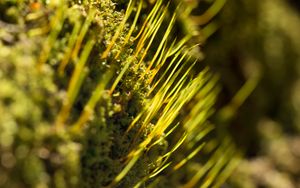 Preview wallpaper grass, green, macro, rays