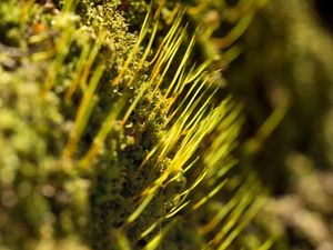 Preview wallpaper grass, green, macro, rays