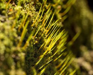 Preview wallpaper grass, green, macro, rays