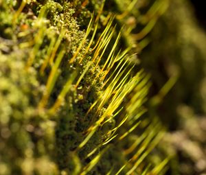 Preview wallpaper grass, green, macro, rays