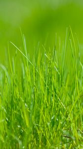 Preview wallpaper grass, green, macro, meadow