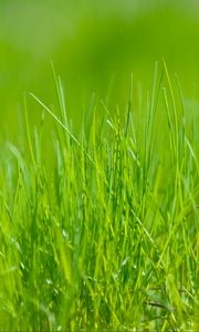 Preview wallpaper grass, green, macro, meadow