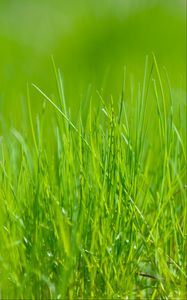 Preview wallpaper grass, green, macro, meadow