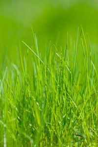 Preview wallpaper grass, green, macro, meadow