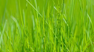 Preview wallpaper grass, green, macro, meadow