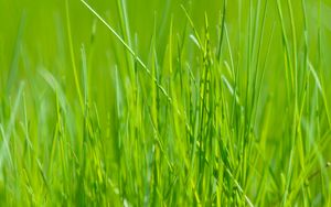 Preview wallpaper grass, green, macro, meadow