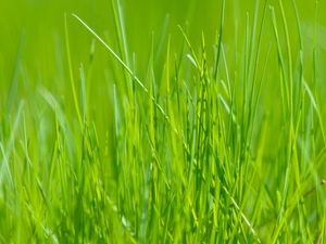 Preview wallpaper grass, green, macro, meadow