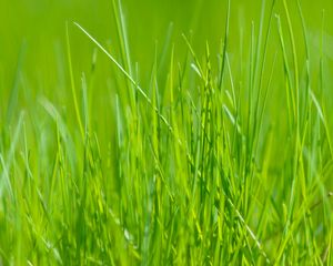 Preview wallpaper grass, green, macro, meadow