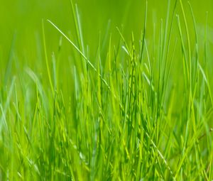 Preview wallpaper grass, green, macro, meadow