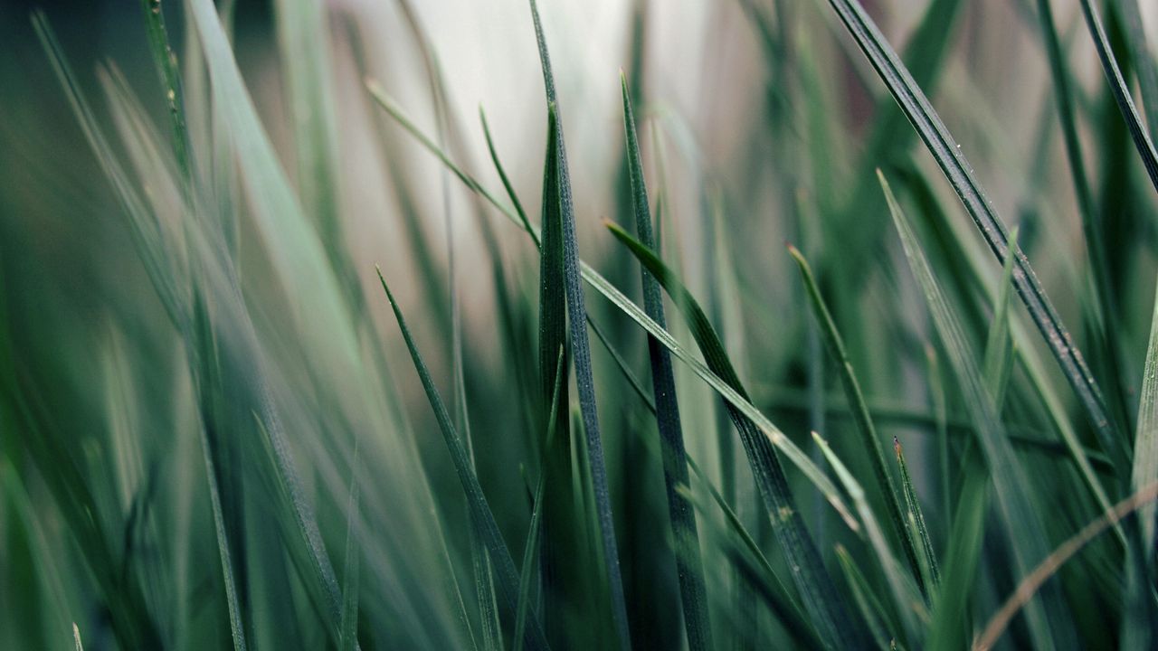 Wallpaper grass, green, morning