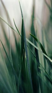 Preview wallpaper grass, green, morning