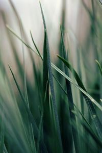 Preview wallpaper grass, green, morning