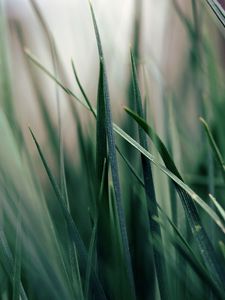 Preview wallpaper grass, green, morning