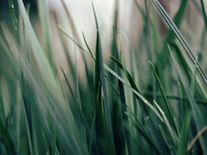 Preview wallpaper grass, green, morning