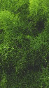 Preview wallpaper grass, green, plant