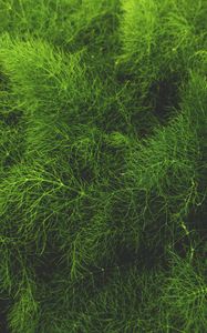 Preview wallpaper grass, green, plant