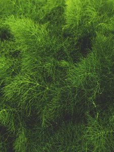 Preview wallpaper grass, green, plant