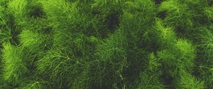 Preview wallpaper grass, green, plant