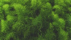 Preview wallpaper grass, green, plant