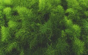 Preview wallpaper grass, green, plant