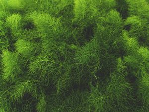 Preview wallpaper grass, green, plant