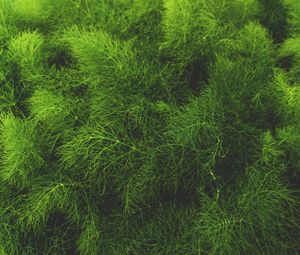 Preview wallpaper grass, green, plant