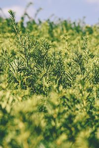 Preview wallpaper grass, green, plant, blur, garden