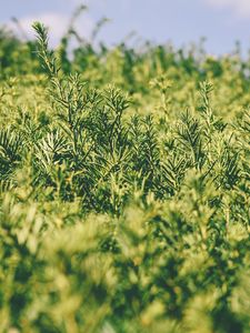 Preview wallpaper grass, green, plant, blur, garden