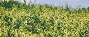 Preview wallpaper grass, green, plant, blur, garden