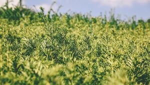 Preview wallpaper grass, green, plant, blur, garden