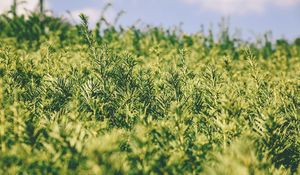 Preview wallpaper grass, green, plant, blur, garden