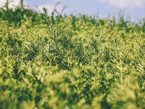 Preview wallpaper grass, green, plant, blur, garden
