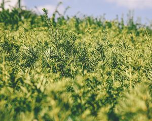 Preview wallpaper grass, green, plant, blur, garden