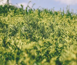 Preview wallpaper grass, green, plant, blur, garden