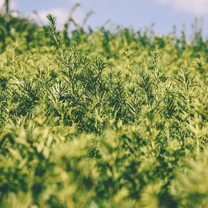 Preview wallpaper grass, green, plant, blur, garden