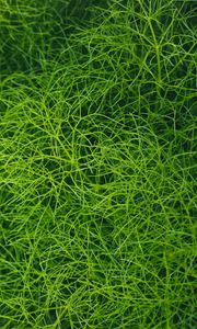 Preview wallpaper grass, green, plant, macro