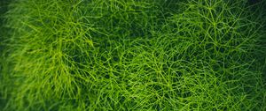 Preview wallpaper grass, green, plant, macro