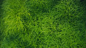 Preview wallpaper grass, green, plant, macro
