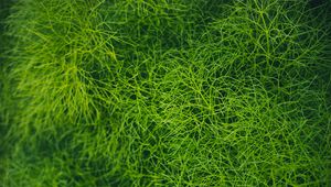 Preview wallpaper grass, green, plant, macro