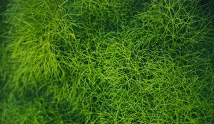 Preview wallpaper grass, green, plant, macro